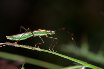 grasshopper