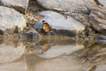 Beautiful butterfly sitting on a rock at a waterhole in the Kalahari