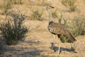 Kori Bustard walking among grass in Kalahari looking for food