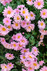 Background of pink small chrysanthemums