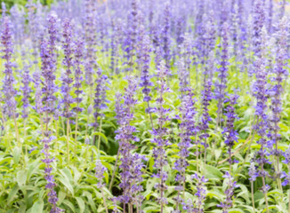 Fototapeta premium Blur focus of the lavender field.