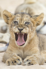 Obraz na płótnie Canvas Close-up of a small lion cub yawning on soft Kalahari sand