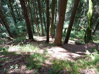high spruce forest on the slopes Ukrainian Carpathians.