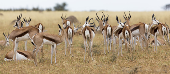 A herd of springbok grooming themselves after the rainstorm passed