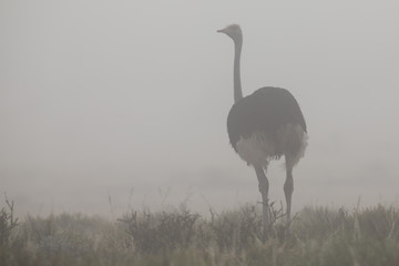 Lone male ostrich standing in Kalahari early morning mist