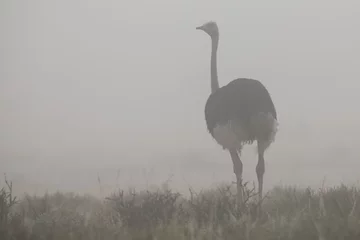 Tableaux ronds sur plexiglas Autruche Lone male ostrich standing in Kalahari early morning mist