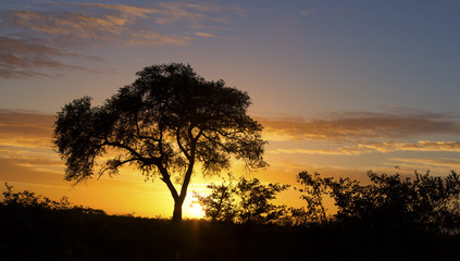 Fototapeta na wymiar African sunset with a tree silhouette and large orange sun