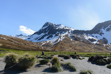 South Georgia landscape Ocean Harbour