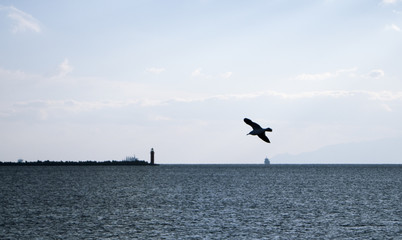 海鳥　シルエット　素材
