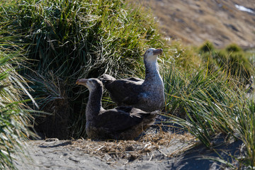 Two petrels in the grass