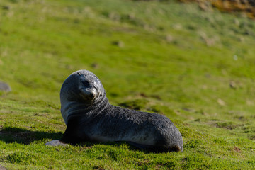Obraz premium Fur seal