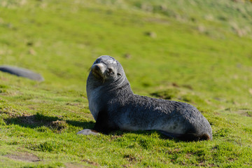 Obraz premium Fur seal