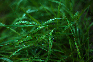 Fresh green grass with dew drops close up. Water drops on the fresh grass after rain. Light morning dew on the green grass.