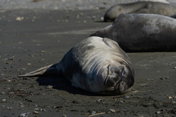 Elephant seal female