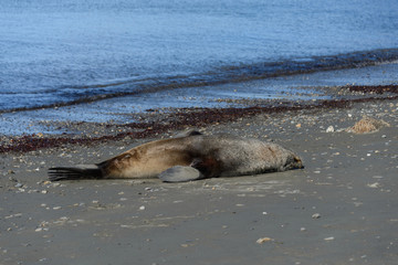 Elephant seal 