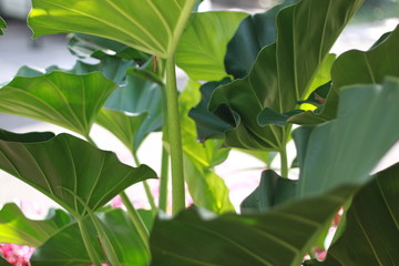 big leaf plant in garden green beautiful tropical