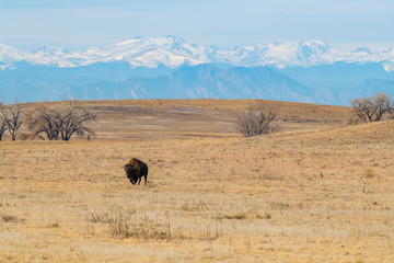 American Bison Grazing on the Colorado Prairie with a Mountain View