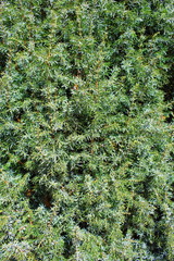 common juniper (Juniperus communis) background texture