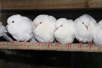 Doves latest lineup