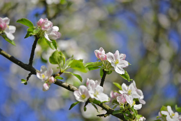 Fototapeta na wymiar blossoming tree
