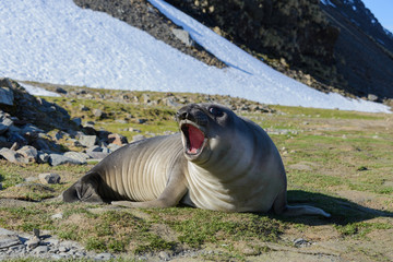 Elephant seal female