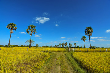 Yellow field in Harvest season, Northeast, Thailand, Southeast Asia.
