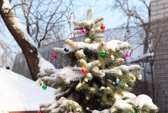 Blue Spruce (Picea pungen) with colorful christmas balls decoration. Christmas tree outdoor in snow. Winter scenery.