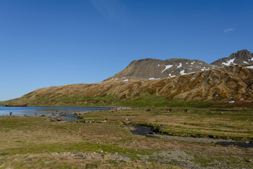South Georgia landscape Ocean Harbour