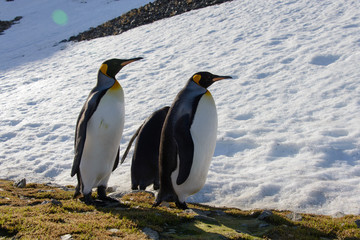 Fototapeta premium King penguins on South Georgia