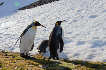 Fototapeta premium King penguins on South Georgia