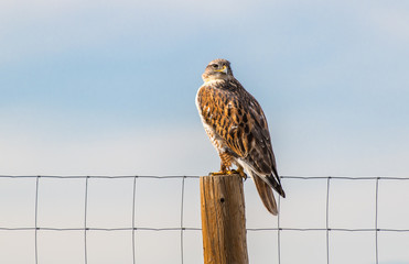 A Gorgeous Ferruginous Hawk Perched on a Fence Searching for Prey