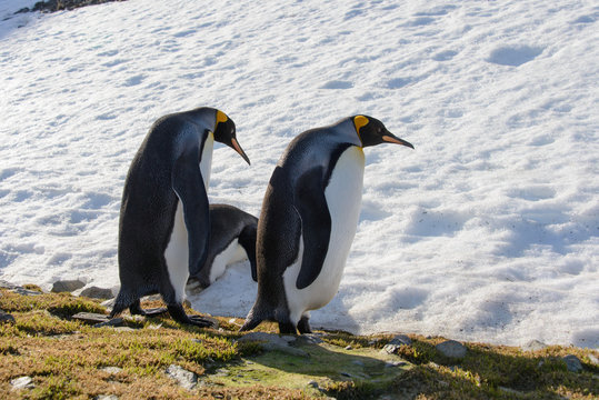 King penguins on South Georgia