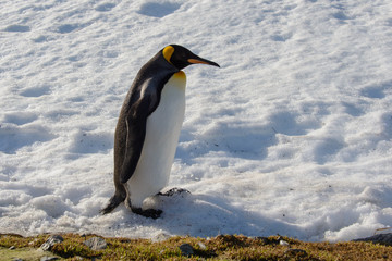 King penguins on South Georgia