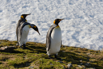 King penguins on South Georgia