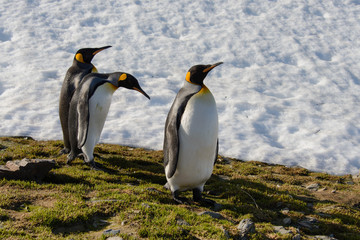 Fototapeta premium King penguins on South Georgia