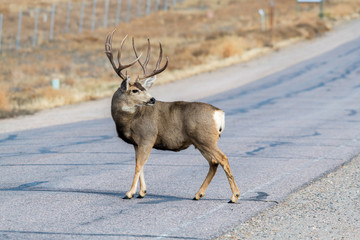 Large Mule Deer Buck