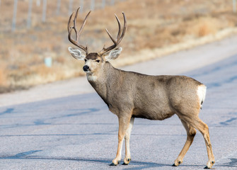 Large Mule Deer Buck