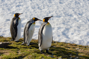 King penguins on South Georgia