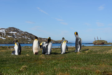 Fototapeta premium King penguins on South Georgia