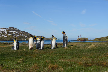 King penguins on South Georgia