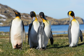 Fototapeta premium King penguins on South Georgia