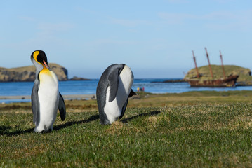 Fototapeta na wymiar King penguins on South Georgia