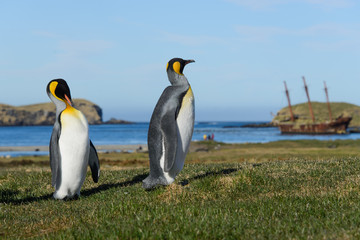 Plakat King penguins on South Georgia