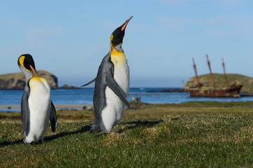 Fototapeta premium King penguins on South Georgia