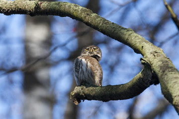 Eurasian pygmy owl sitting on branch. Cute little night hunter. Bird in wildlife.