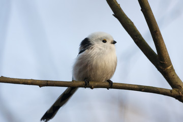 Long-tailed tit sitting on branch. Cute little fluffy songbird. Bird in wildlife.