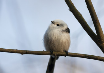 Long-tailed tit sitting on branch. Cute little fluffy songbird. Bird in wildlife.