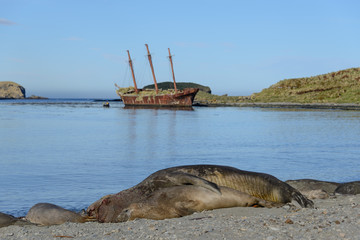 Bayard wreck in Ocean harbour on South Georgia