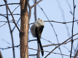 Long-tailed tit sitting on branch. Cute little fluffy songbird. Bird in wildlife.