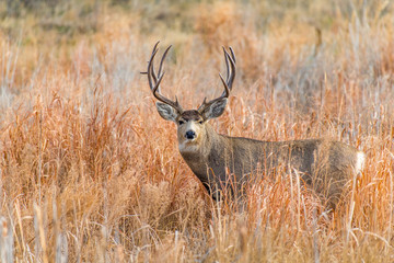 Large Mule Deer Buck